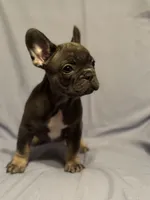 Bluey, a male French Bulldog for sale in Fresno, CA – 7 of 7