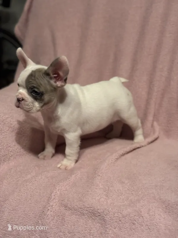 Sparkle  – French Bulldog puppy for sale in Fresno, CA
