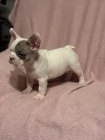 Sparkle , a female French Bulldog for sale in Fresno, CA – 1 of 7