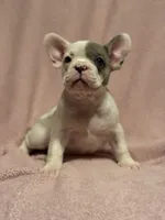 Sparkle , a female French Bulldog for sale in Fresno, CA – 3 of 7