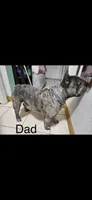 Sparkle , a female French Bulldog for sale in Fresno, CA – 6 of 7