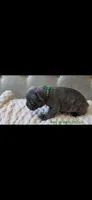 Green collar boy, a male Boston Terrier and French Bulldog for sale in Orangevale, CA – 2 of 2