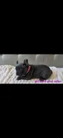 Dark pink collar girl, a female Boston Terrier and French Bulldog for sale in Orangevale, CA – 2 of 2