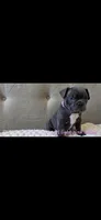 Light pink collar girl, a female Boston Terrier and French Bulldog for sale in Orangevale, CA – 2 of 2