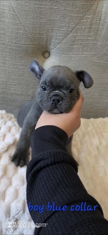 Blue collar boy – Boston Terrier, French Bulldog puppy for sale in Orangevale, CA