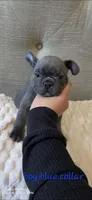Blue collar boy, a male Boston Terrier and French Bulldog for sale in Orangevale, CA – 1 of 2
