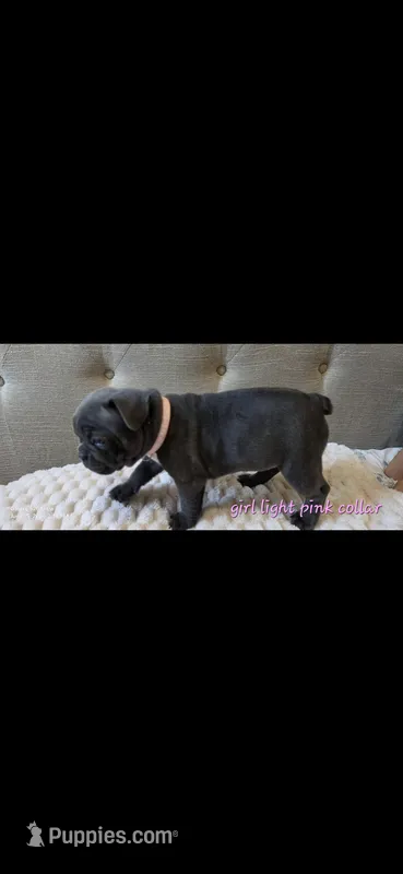 Light pink collar girl – Boston Terrier, French Bulldog puppy for sale in Orangevale, CA