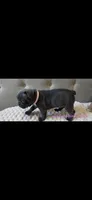 Light pink collar girl, a female Boston Terrier and French Bulldog for sale in Orangevale, CA – 1 of 2