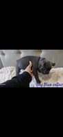 Blue collar boy, a male Boston Terrier and French Bulldog for sale in Orangevale, CA – 2 of 2