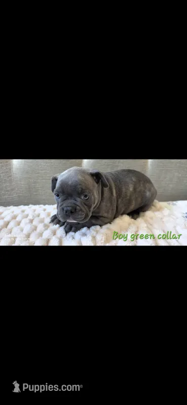 Green collar boy – Boston Terrier, French Bulldog puppy for sale in Orangevale, CA