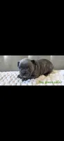 Green collar boy, a male Boston Terrier and French Bulldog for sale in Orangevale, CA – 1 of 2