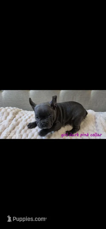 Dark pink collar girl – Boston Terrier, French Bulldog puppy for sale in Orangevale, CA