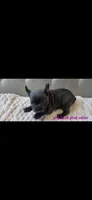 Dark pink collar girl, a female Boston Terrier and French Bulldog for sale in Orangevale, CA – 1 of 2