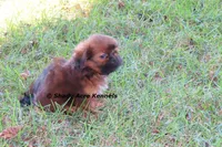 Kinsley--Parent pics too, a female Shih Tzu for sale in Macon, GA – 6 of 9