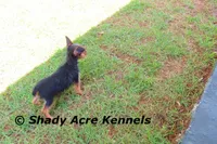 Frederick , a male Yorkshire Terrier for sale in Macon, GA – 8 of 9