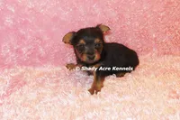 Bloxie-both parents are <5 lbs., a female Yorkshire Terrier for sale in Macon, GA – 8 of 9