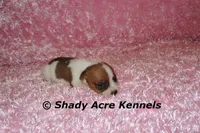 Smooth Shorty Cheela, a female Jack Russell Terrier for sale in Macon, GA – 5 of 5