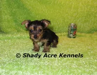 SeaBreeze--AKC reg available, a male Yorkshire Terrier for sale in Macon, GA – 2 of 8