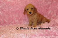 F1b MINI Lathy--average weight 30lbs, a female Miniature Goldendoodle for sale in Macon, GA – 7 of 10
