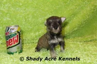 Esdras, a male Miniature Schnauzer for sale in Macon, GA – 5 of 7