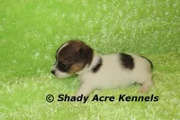 Nam, a male Jack Russell Terrier for sale in Macon, GA – 7 of 8