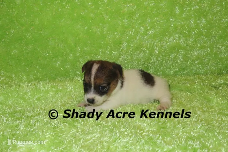 Nam – Jack Russell Terrier puppy for sale in Macon, GA