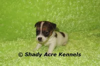 Nam, a male Jack Russell Terrier for sale in Macon, GA – 4 of 8