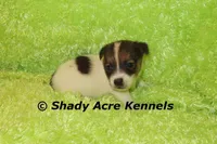 Nam, a male Jack Russell Terrier for sale in Macon, GA – 8 of 8