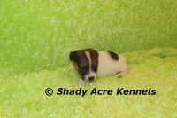 Nam, a male Jack Russell Terrier for sale in Macon, GA – 5 of 8