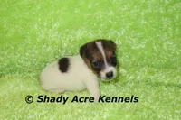 Nam, a male Jack Russell Terrier for sale in Macon, GA – 2 of 8