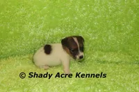 Nam, a male Jack Russell Terrier for sale in Macon, GA – 3 of 8