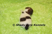 Nam, a male Jack Russell Terrier for sale in Macon, GA – 6 of 8