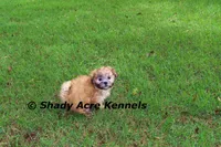 Gibson, a male Mal Shi for sale in Macon, GA – 6 of 10