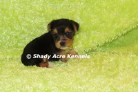 Buick----AKC registerable, a male Yorkshire Terrier for sale in Macon, GA – 4 of 9