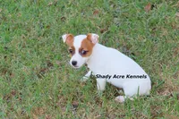 Super Tiny Shorty Anagi, a female Jack Russell Terrier for sale in Macon, GA – 5 of 7
