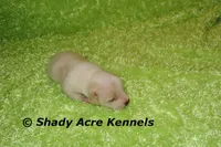Smooth Shorty Chevy, a male Jack Russell Terrier for sale in Macon, GA – 7 of 7