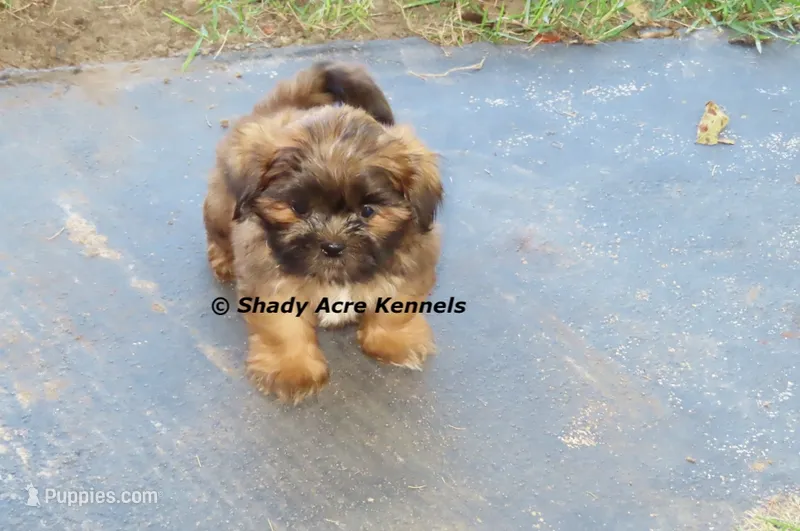 Kin – Shih Tzu puppy for sale in Macon, GA