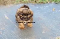 Kin-Parent pics too, a male Shih Tzu for sale in Macon, GA – 1 of 9
