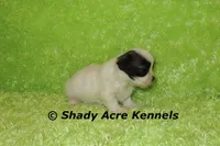 Gineral, a male Mal Shi for sale in Macon, GA – 4 of 8