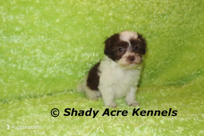 RobinHood – Havamalt puppy for sale in Macon, GA