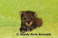Eski, a male Miniature Schnauzer for sale in Macon, GA – 8 of 9