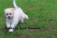 Shichon Magelan, a male Shichon for sale in Macon, GA – 7 of 9