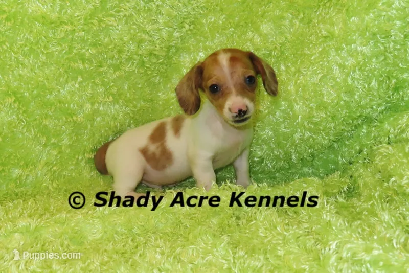 Long Coat Yang – Miniature Dachshund puppy for sale in Macon, GA
