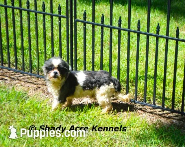 Kinsley--Parent pics too, a female Shih Tzu for sale in Macon, GA – 9 of 9