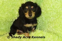 Long Coat Lochlan--AKC registerable, a male Miniature Dachshund for sale in Macon, GA – 6 of 10