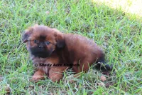 Kinsley--Parent pics too, a female Shih Tzu for sale in Macon, GA – 4 of 9