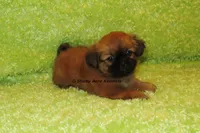 Firston, a male Shih Tzu for sale in Macon, GA – 7 of 8
