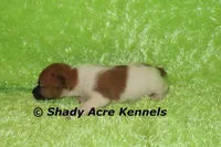 Ely, a male Jack Russell Terrier for sale in Macon, GA – Photo 4 of 5