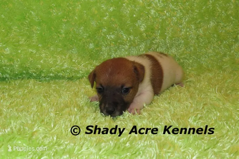 Ely – Jack Russell Terrier puppy for sale in Macon, GA