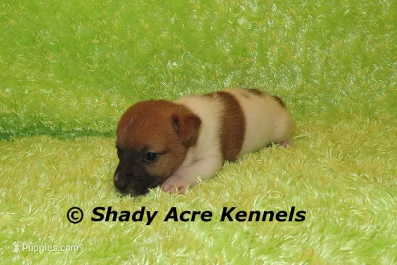 Ely – Jack Russell Terrier puppy for sale in Macon, GA